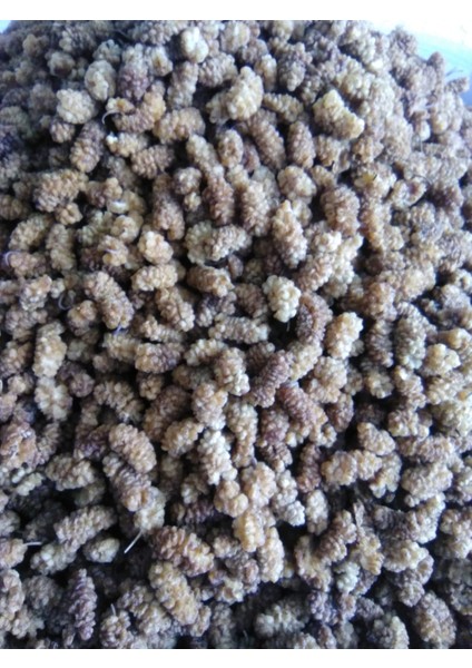 Tortum Dut Kurusu 1 kg modelleri