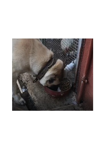 Otomatik Köpek Mama Makinesi
