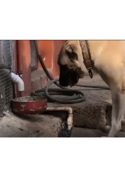 Otomatik Köpek Mama Makinesi