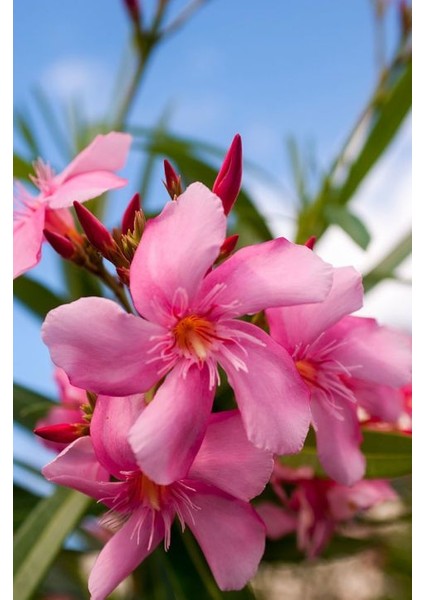 Zakkum Çiçeği 3 Adet - Nerium Oleander Dış Mekan Çiçeği