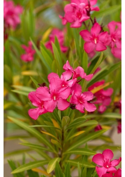 Zakkum Çiçeği 3 Adet - Nerium Oleander Dış Mekan Çiçeği