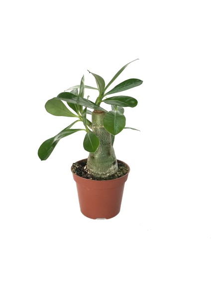 Adenium obesum (Çöl Gülü)