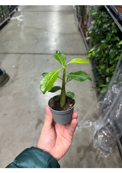 Adenium obesum (Çöl Gülü)