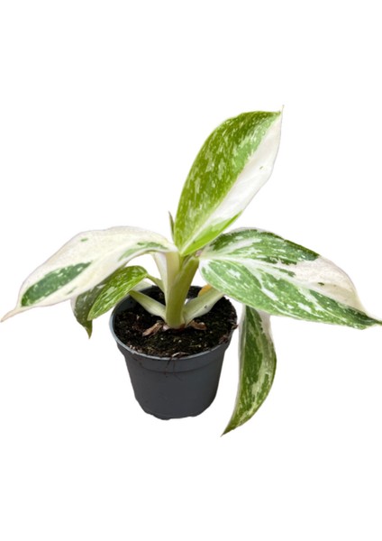 Philodendron 'Jose Buono'