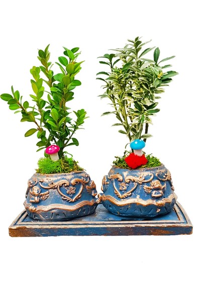 2'li Bonsai Ağacı Melek Figürlü Beton Saksıda Iç Mekan Bitkileri Tasarım Bahce Çiçek