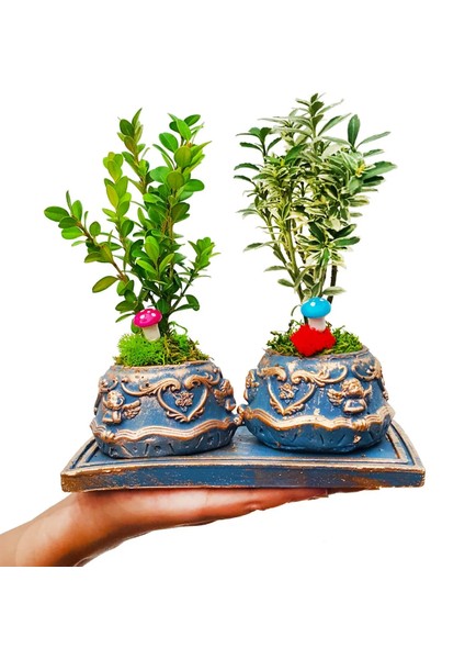 2'li Bonsai Ağacı Melek Figürlü Beton Saksıda Iç Mekan Bitkileri Tasarım Bahce Çiçek fiyatları