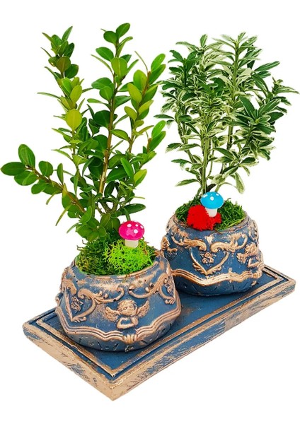 2'li Bonsai Ağacı Melek Figürlü Beton Saksıda Iç Mekan Bitkileri Tasarım Bahce Çiçek modelleri