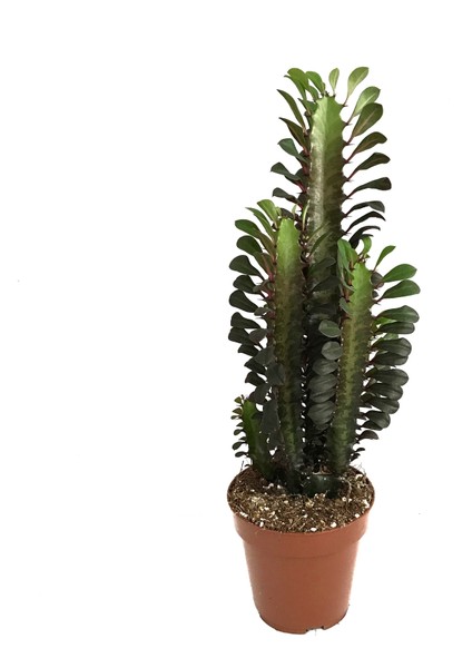 Euphorbia Trigona 'Rubra' (Süt Ağacı)