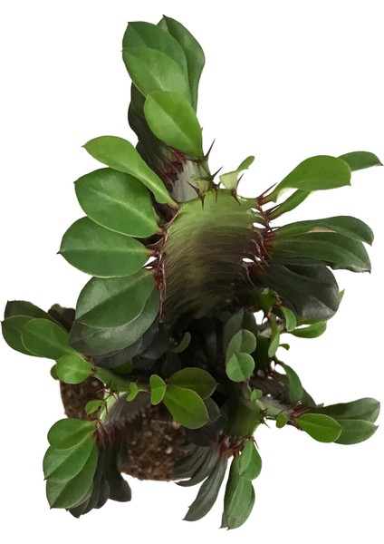 Euphorbia Trigona 'Rubra' (Süt Ağacı) fiyatları