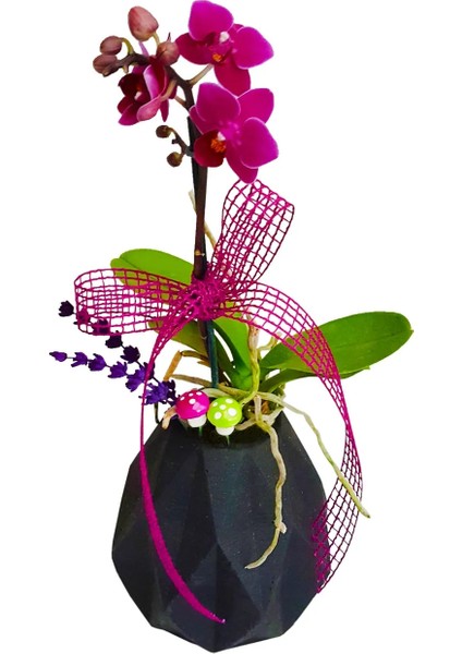 Mini Mor Orkide Diamond Black Phalaenopsis &iç Mekan Bitkileri Hediye Çiçek 20 cm