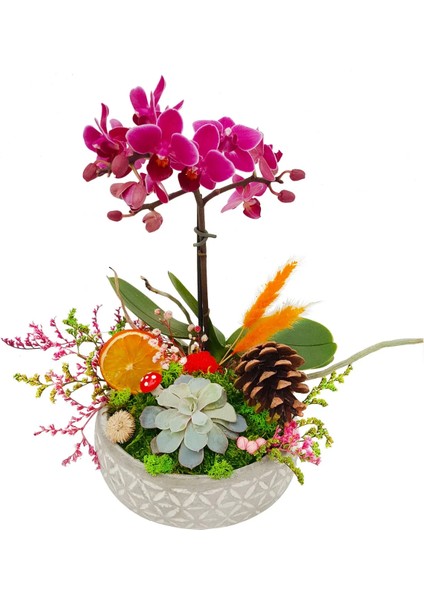 1 Dal Mini Mor Orkide ve Sukulent Capricious Phalaenopsis 20-25 cm & Doğum Günü Hediyesi