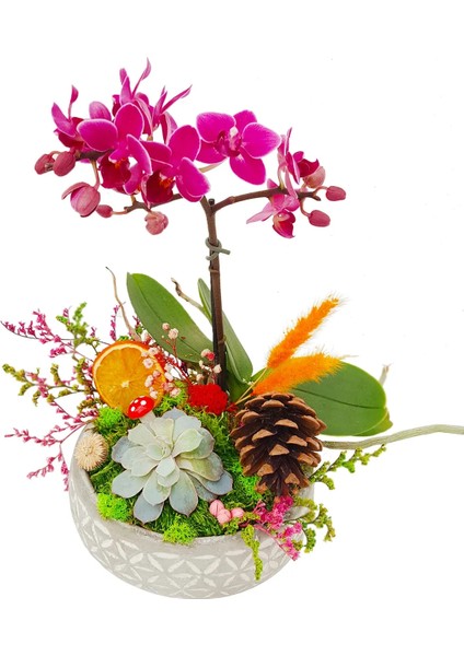 1 Dal Mini Mor Orkide ve Sukulent Capricious Phalaenopsis 20-25 cm & Doğum Günü Hediyesi