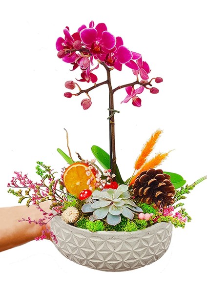 1 Dal Mini Mor Orkide ve Sukulent Capricious Phalaenopsis 20-25 cm & Doğum Günü Hediyesi