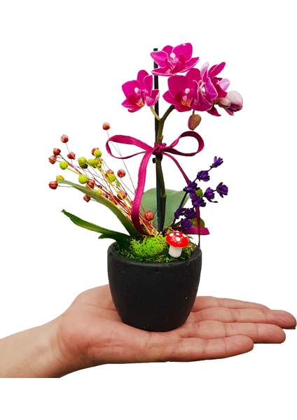 Mini Mor Orkide Baby Serisi Beton Saksıda 15-20 cm & Doğum Günü Hediyesi Canlı Çiçek
