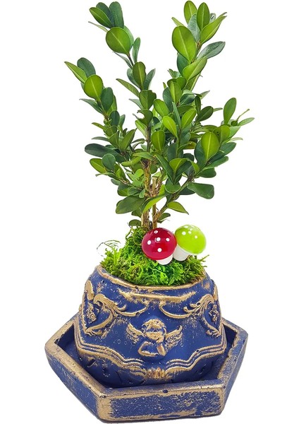 Bonsai Buxus Angel Mavi Beton Saksıda & Bonsai Ağacı Ic Mekan Bitkileri Canlı Çiçek Hediye