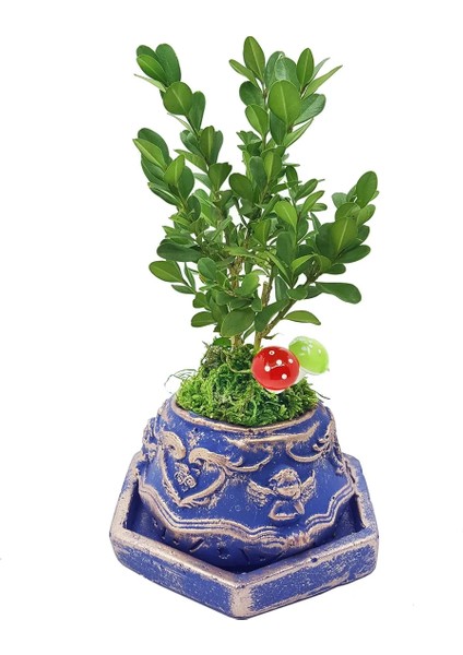 Bonsai Buxus Angel Mavi Beton Saksıda & Bonsai Ağacı Ic Mekan Bitkileri Canlı Çiçek Hediye