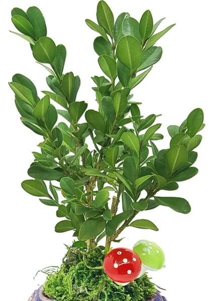 Bonsai Buxus Angel Mavi Beton Saksıda & Bonsai Ağacı Ic Mekan Bitkileri Canlı Çiçek Hediye