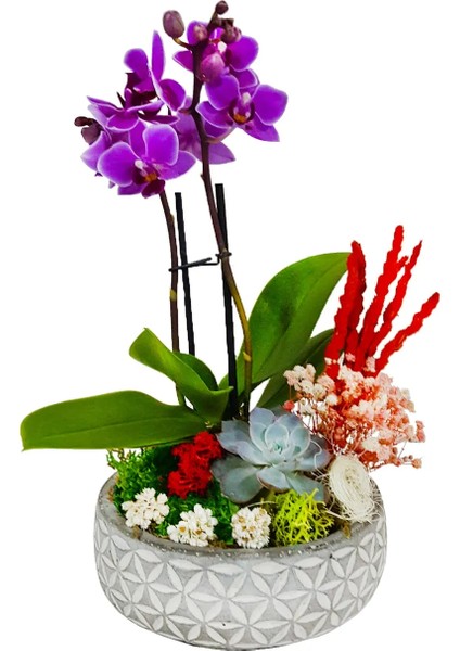 Orkide Mini Great Phalaenopsis Sukulent Tasarım &tasarım Çiçek&dekoratif Çiçek&ithal Orkide 20-25 cm