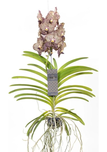 Vanda Sunanda 'Ocelot Mocha' (Vanda Orkide)