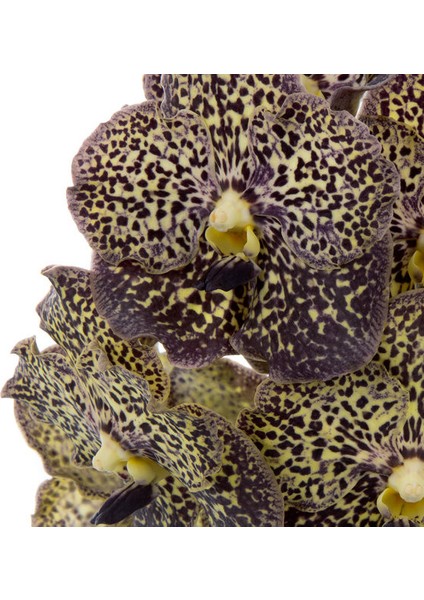 Vanda Sunanda 'Ocelot Mocha' (Vanda Orkide) fiyatları