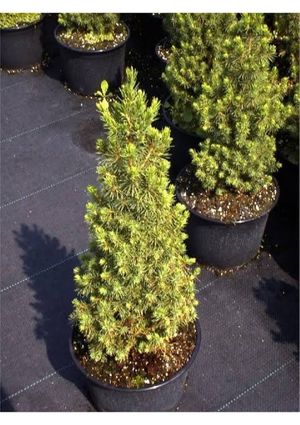 Ithal Konik Ladin 30-40 cm Picea Glauca Conica Tüplü