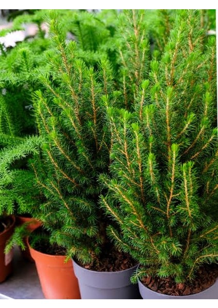 Ithal Konik Ladin 30-40 cm Picea Glauca Conica Tüplü