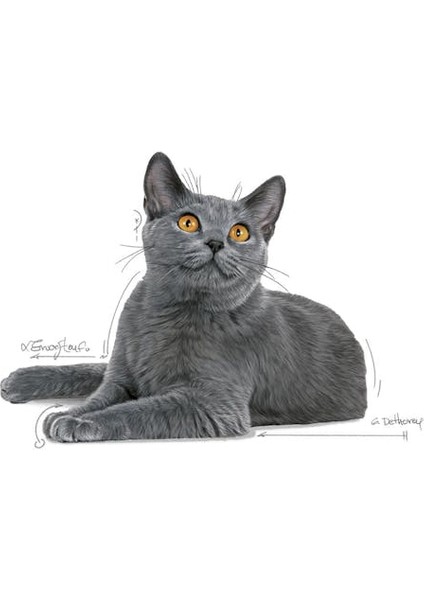 Oral Care Diş Sağlığı Kedi Maması 1,5 Kg modelleri