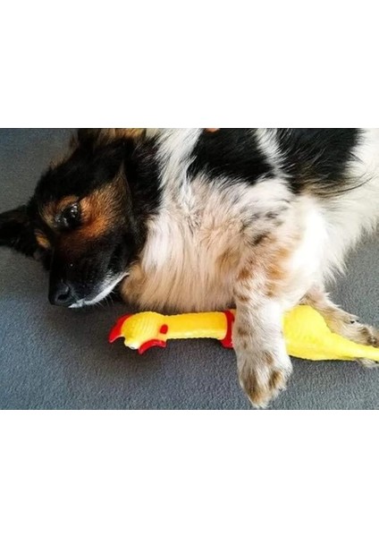 Öten Tavuk Köpek Oyuncağı Orta Boy