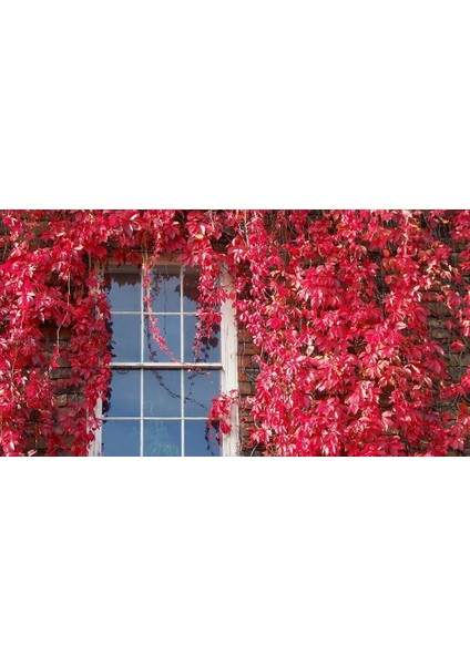 Amerikan Sarmaşığı (Parthenocissus Quinquefolia)
