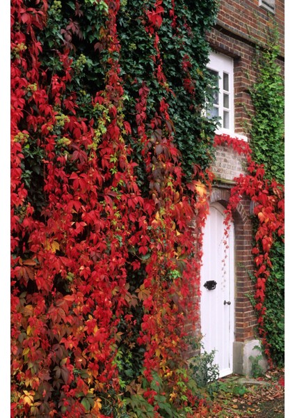 Amerikan Sarmaşığı (Parthenocissus Quinquefolia)