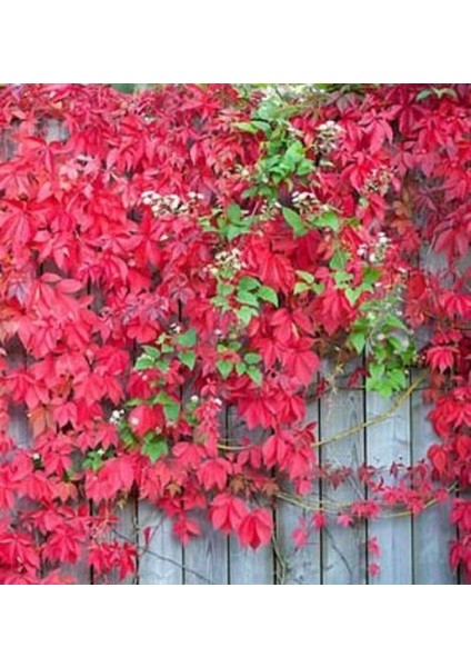 Amerikan Sarmaşığı (Parthenocissus Quinquefolia)