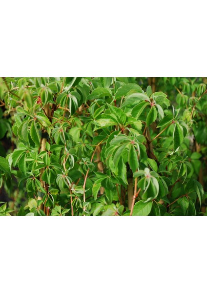Amerikan Sarmaşığı (Parthenocissus Quinquefolia)