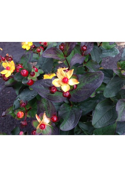 Siyah Kantaron Çalısı 10 Adet - Hypericum Inodorum Magical Black