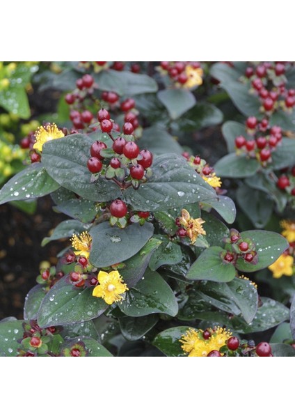 Siyah Kantaron Çalısı 10 Adet - Hypericum Inodorum Magical Black
