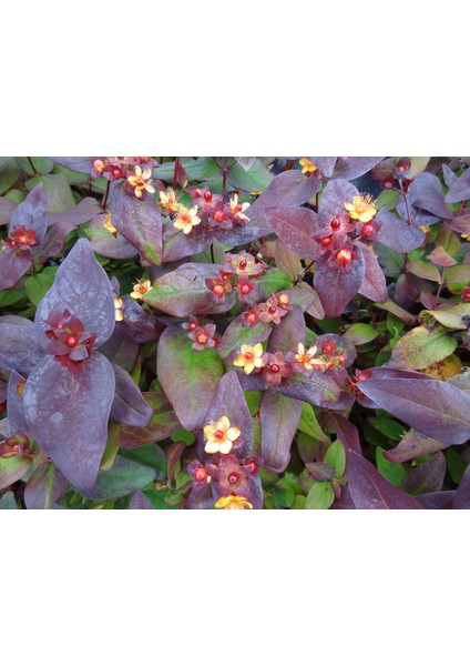 Siyah Kantaron Çalısı 10 Adet - Hypericum Inodorum Magical Black