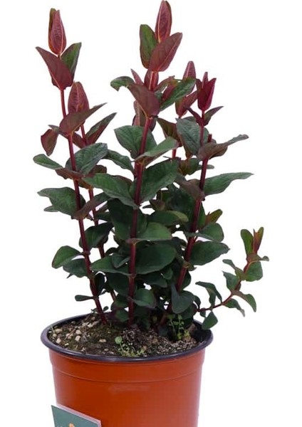 Siyah Kantaron Çalısı 10 Adet - Hypericum Inodorum Magical Black