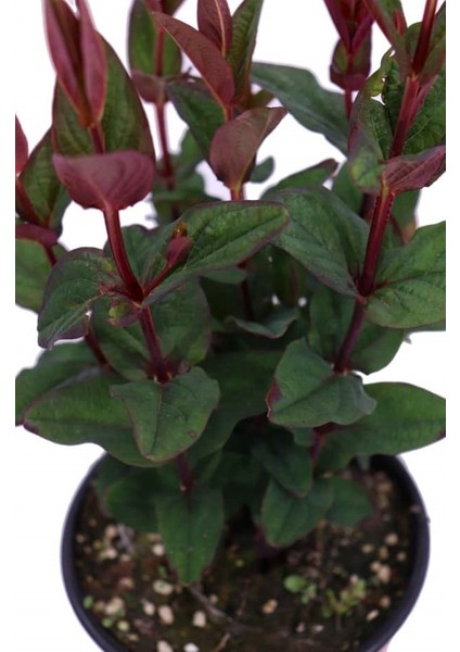Siyah Kantaron Çalısı 10 Adet - Hypericum Inodorum Magical Black