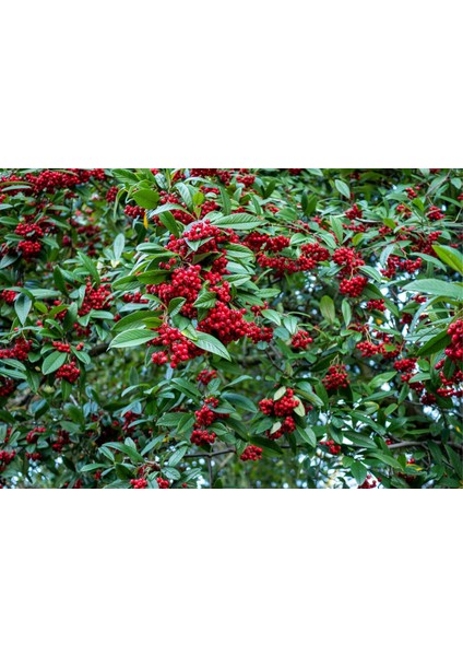 Cotoneaster Salicifolius - Herdem Yeşil Dağ Muşmulası