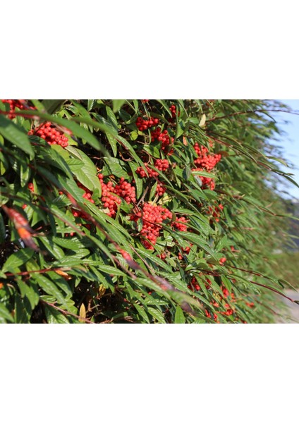Cotoneaster Salicifolius - Herdem Yeşil Dağ Muşmulası