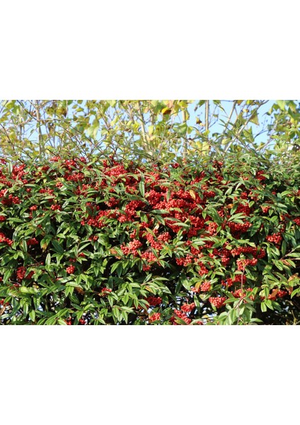 Cotoneaster Salicifolius - Herdem Yeşil Dağ Muşmulası