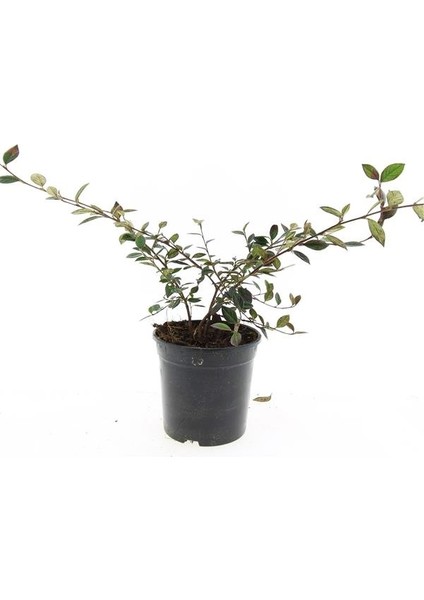 Cotoneaster Salicifolius - Herdem Yeşil Dağ Muşmulası