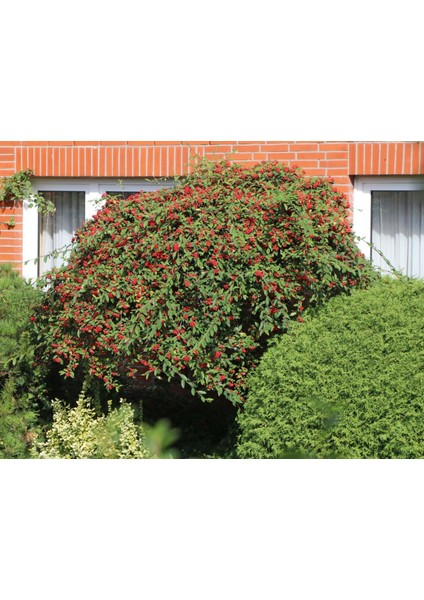 Cotoneaster Salicifolius - Herdem Yeşil Dağ Muşmulası