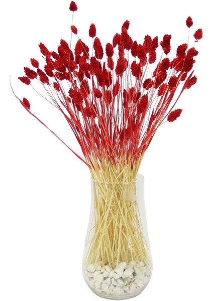 Kurutulmuş Phalaris (Kuş Otu) Demeti Kırmızı