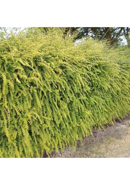 Hanımeli Çit Bitkisi 5 Adet 'lonicera Lemon Beauty'