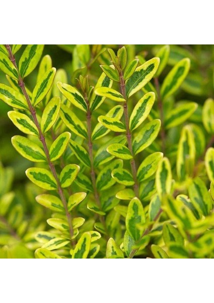 Hanımeli Çit Bitkisi 5 Adet 'lonicera Lemon Beauty'
