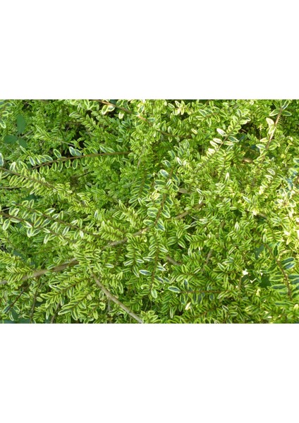 Hanımeli Çit Bitkisi 5 Adet 'lonicera Lemon Beauty'