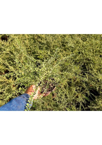 Hanımeli Çit Bitkisi 5 Adet 'lonicera Lemon Beauty'