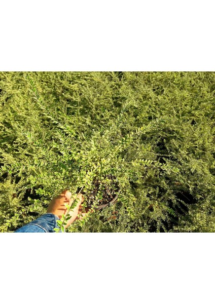 Hanımeli Çit Bitkisi 5 Adet 'lonicera Lemon Beauty'