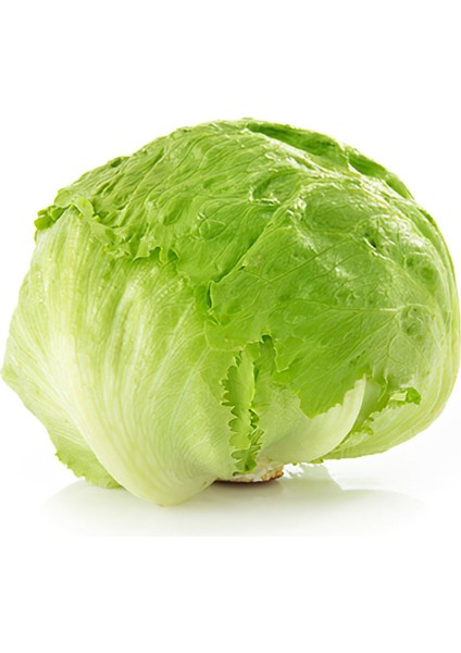 Organik Göbek Marul 1 Adet x12 Paket – Taptaze ve Doyurucu