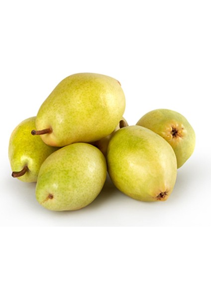 Armut Santa Maria X12 Paket